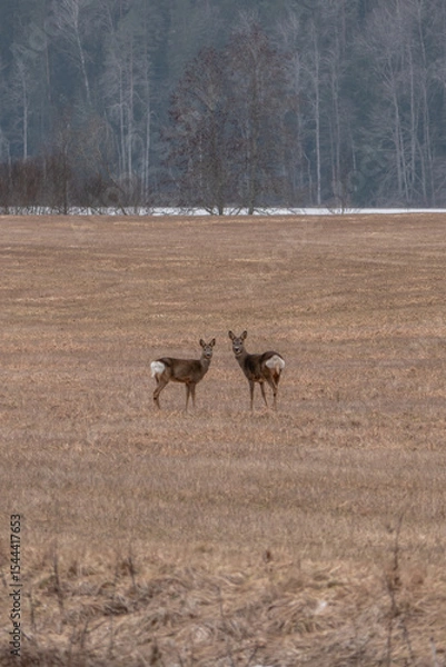 Fototapeta A pair of roe deer (Capreolus capreolus) standing alert in an open field during early spring. The dry grass and leafless forest in the background create a natural, serene atmosphere.