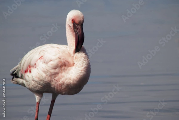 Fototapeta Exclusive Nature Photography: Solitary Flamingo in African Lagoon, Captured in Soft Light – Ideal for High-End Wildlife Prints, Editorial Features, and Conservation Campaigns
