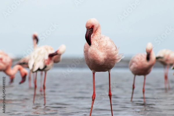 Fototapeta Wild flamingos wading in shimmering water beneath a brilliant sky. Captured in Africa’s natural habitat, perfect for editorial, wildlife, safari, and exotic bird-themed visuals.