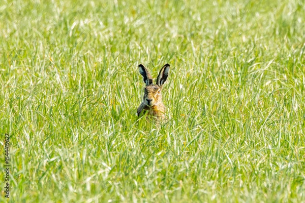 Fototapeta Portrait of foraging European hare, Lepus europaeus, in long grass head with erect ears emerging from the grass and orange gold colored eyes looking focused at the photographer