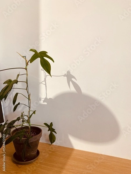 Fototapeta 화분 그림자