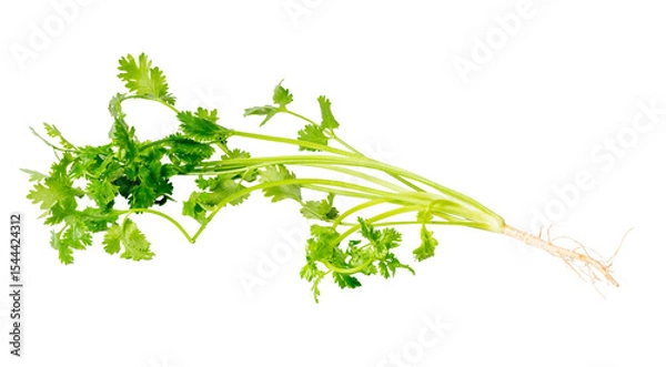 Obraz The Fresh coriander for cooking isolate on white
