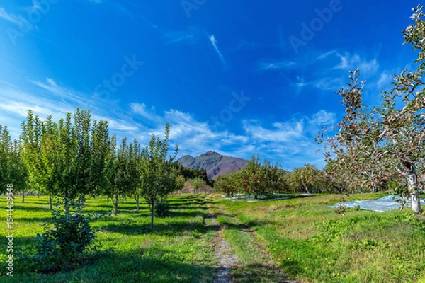 Fototapeta 【青森県弘前市】岩木山麓津軽の秋、りんご収穫中。銀色シートはリンゴに光を当てる反射シートです。