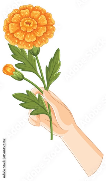 Fototapeta Hand Holding Vibrant Orange Marigold Illustration