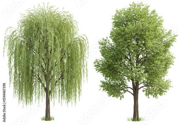 Fototapeta Weeping willow and deciduous tree isolated on transparent background