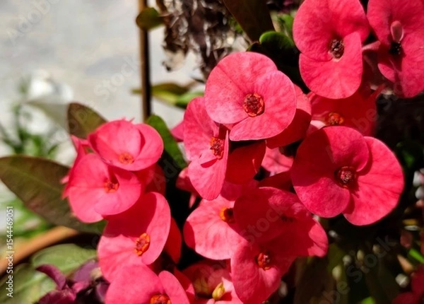 Fototapeta Crown of thorns: a species of Spurges, its botanical name is Euphorbia milii.