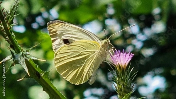 Fototapeta butterfly on pink, flower in the forest
