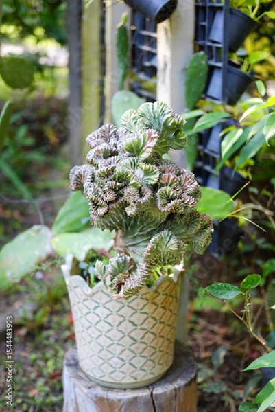 Fototapeta Fresh succulent or cactus in flowerpot decorated in tropical garden