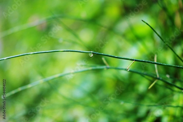 Fototapeta Close up fresh green grass with dew drops in freshness and coolness in natural sunlight of tropical garden background