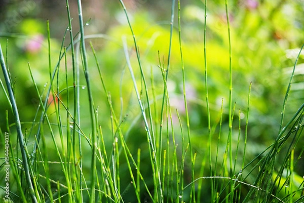 Fototapeta Fresh green grass with dew drops in freshness and coolness in natural sunlight of tropical garden 