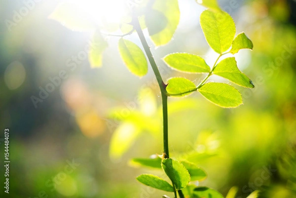 Fototapeta Close up vibrant green leaves illuminated in natural soft sunlight and greenery bokeh background. Copy space