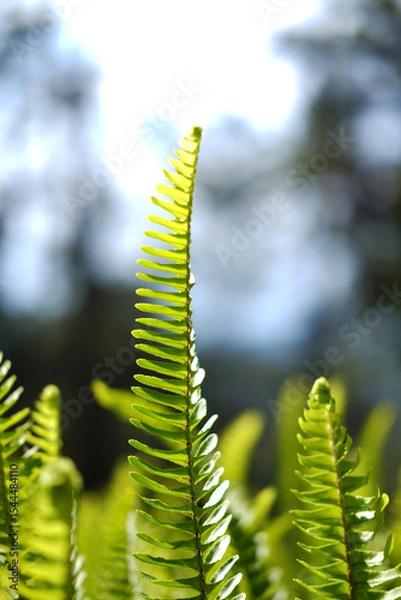 Fototapeta Close up fresh green fern leaves plant meadow in tropical forest and natural sunlight in sunny day background. Copy space