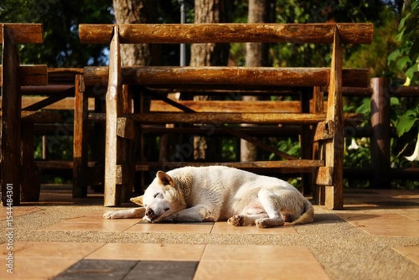 Fototapeta Adorable local white dog sleeping on terrace in natural sunlight in countryside of Asian