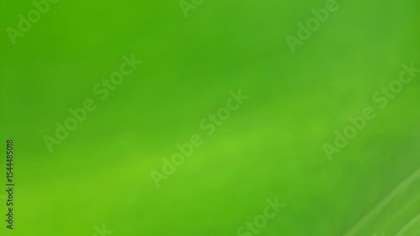 Fototapeta Bokeh photo create abstract blurred image featuring gentle gradients of green tones, evoking a natural, serene, soft and diffused texture that feels light and calming.