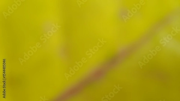 Fototapeta Bokeh photo create abstract blurred image featuring gentle gradients of orange and yellow tones, evoking a natural, serene, soft and diffused texture that feels light and calming.