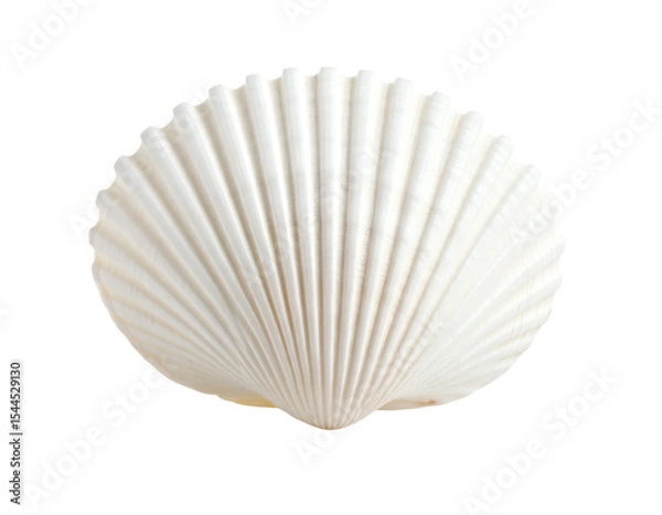 Obraz A beautiful white seashell on a plain background.