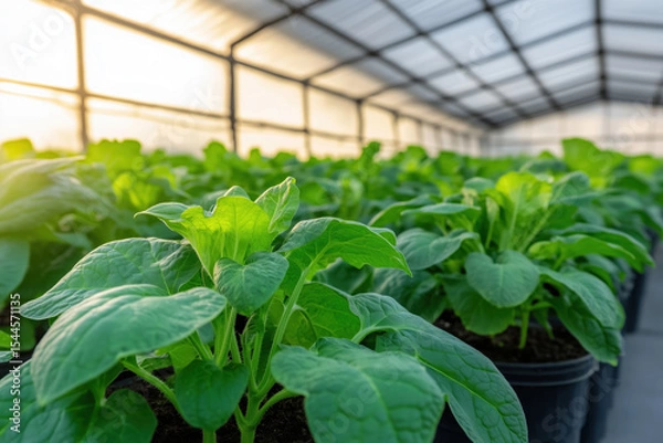 Obraz vegetable seedlings in pots in an industrial greenhouse