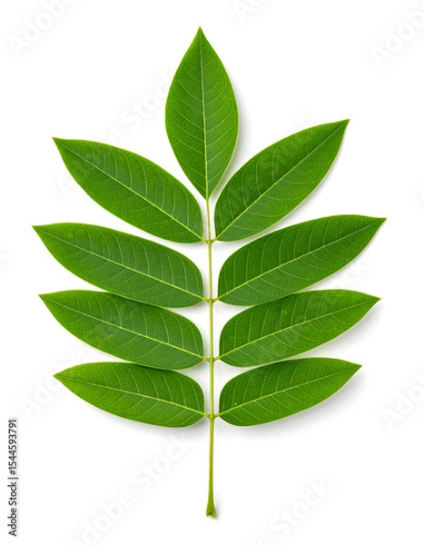 Obraz Cassia Leaf Isolated on White
