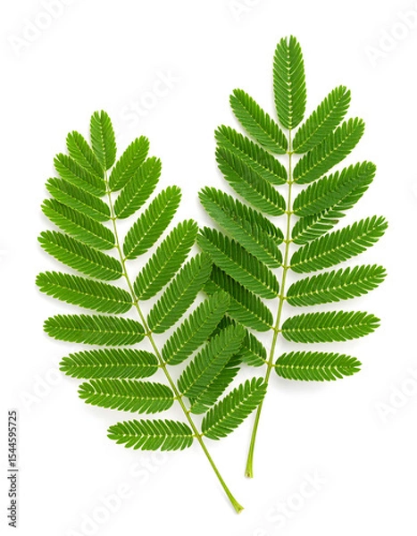 Obraz A realistic illustration of soft, fern-like mimosa leaves isolated on white background.