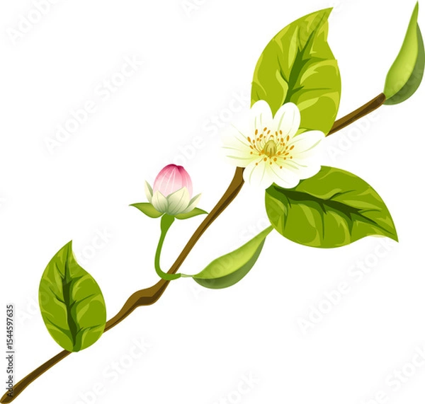 Obraz Jasmine Flower Branch with Bud
