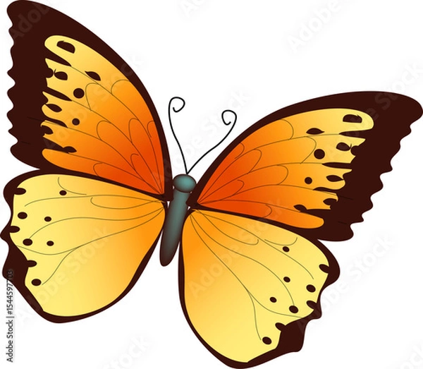 Obraz Orange and Yellow Butterfly