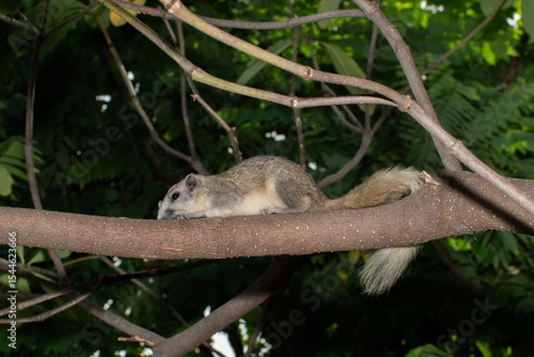 Obraz Squirrel laying flat on tree branch in forest
