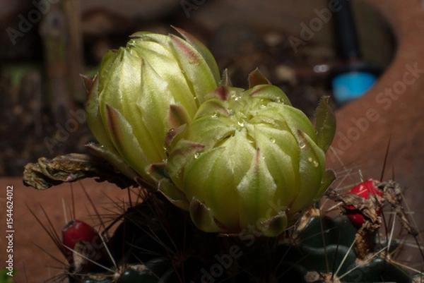 Fototapeta Cactus Flower Buds with Water Droplets in Macro View