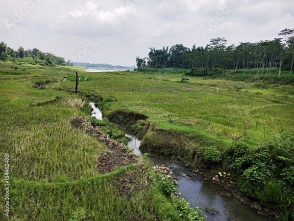 Fototapeta Rural Landscape with Stream Flowing Through Green Rice Fields