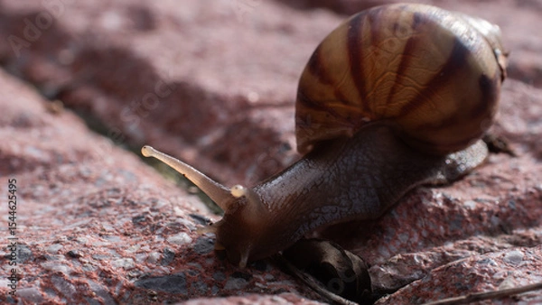 Obraz Snail crawling on red tile surface in sunlight