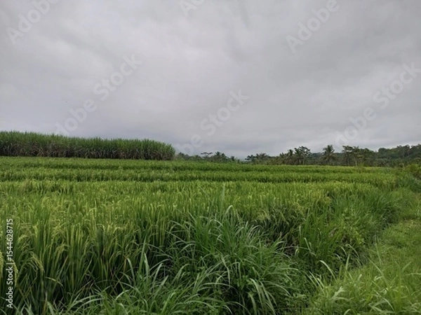 Fototapeta Vast Green Fields of Sugarcane and Napier Grass in Malang