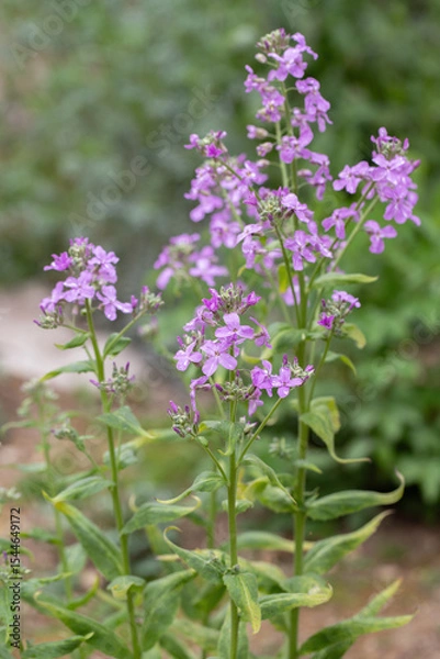 Fototapeta Dame's rocket flower (Hesperis matronalis) in a garden.