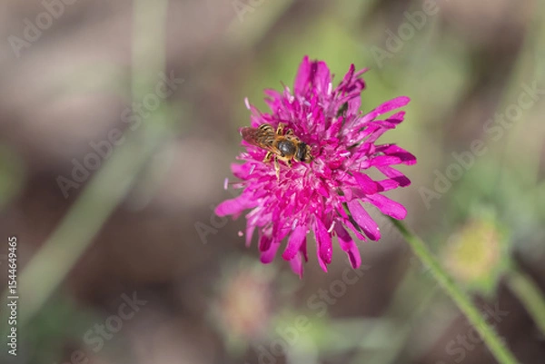 Fototapeta Wild bee on a Macedonian scabious (Knauta macedonica).