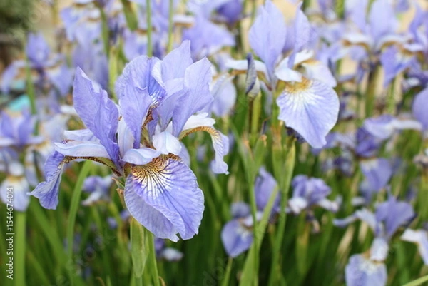 Fototapeta A beautiful blooming iris flower, blue in color with brown lines
