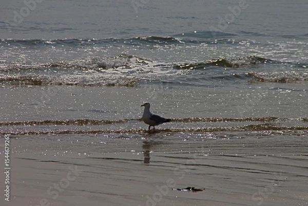 Obraz seagulls on the beach