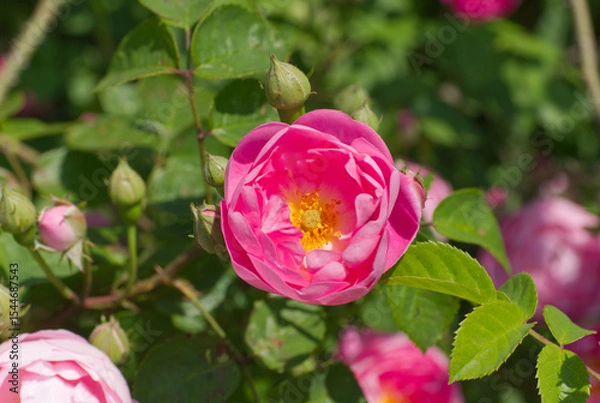 Obraz Bushrose with an impressive blossom