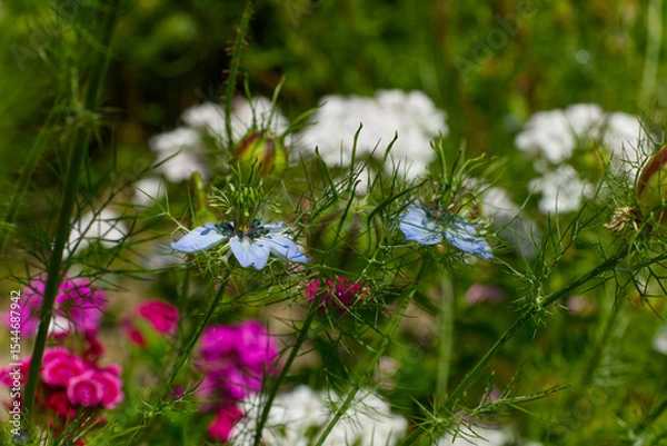 Obraz flowers in the meadow,f maiden in the green