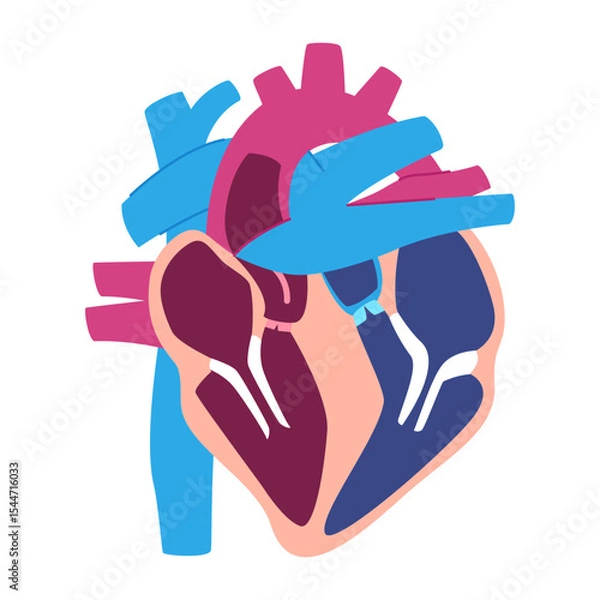 Obraz Heart anatomy illustration without label no text human hearts diagram