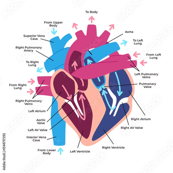 Obraz Human heart anatomy structures and blood flow pathways superior and inferior vena cava atria ventricles pulmonary arteries and veins with label