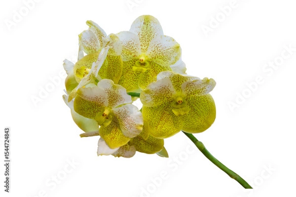 Fototapeta 
A beautiful Ascocenda orchid plant and white and green orchid flowers in bloom with isolated on transparent background. PNG 