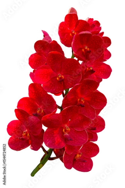 Fototapeta A beautiful Ascocenda orchid plant and red orchid flowers in bloom with isolated on transparent background. PNG