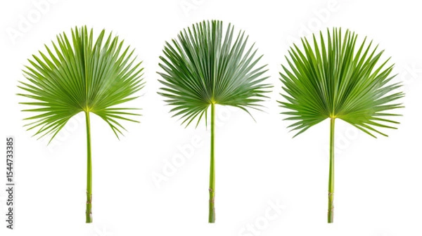 Fototapeta Isolated set of Sabal palms featuring symmetrical fan leaves, bright and clean front view,Transparent background, PNG file