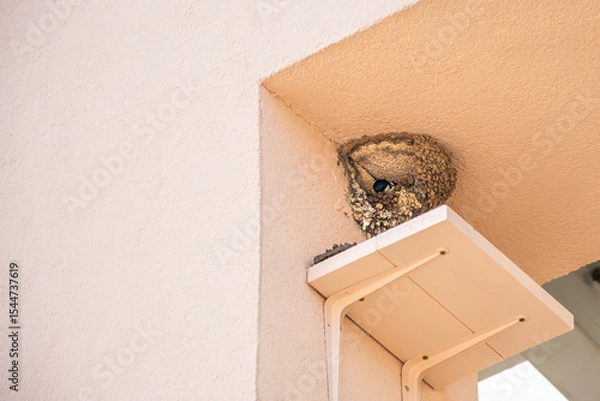 Obraz Swallow building a nest under house roof. Urban wildlife behavior, mud nest on wall. Great for articles, education, or environmental awareness design.
