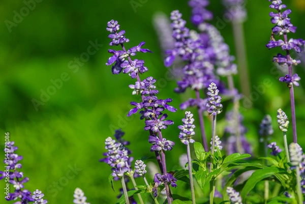 Fototapeta Salvia farinacea, the mealycup sage, or mealy sage, is a herbaceous perennial, Violet-blue spikes rest on a compact plant of typically narrow salvia-like leaves.