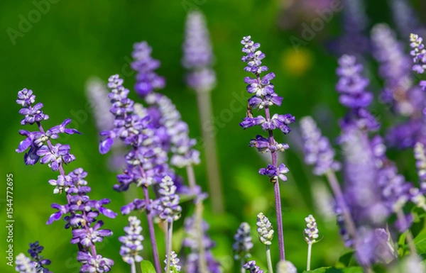 Fototapeta Salvia farinacea, the mealycup sage, or mealy sage, is a herbaceous perennial, Violet-blue spikes rest on a compact plant of typically narrow salvia-like leaves.
