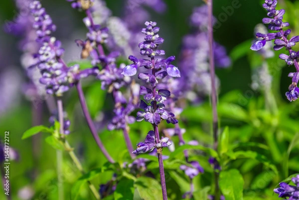 Fototapeta Salvia farinacea, the mealycup sage, or mealy sage, is a herbaceous perennial, Violet-blue spikes rest on a compact plant of typically narrow salvia-like leaves.