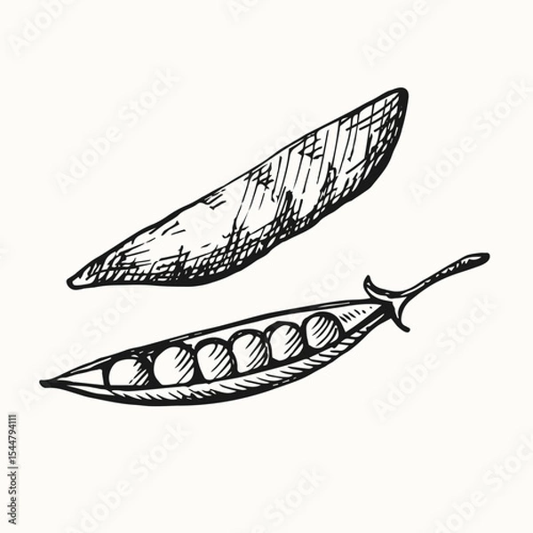 Obraz Green Pea hand drawn pea plant vector illustration isolated background. Engraving doodle with whole beans, grains. Healthy food, harvest, agriculture. Design element for label, print, template, card