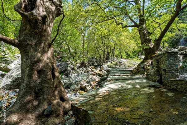 Obraz Ancient plane trees shade stone creek path