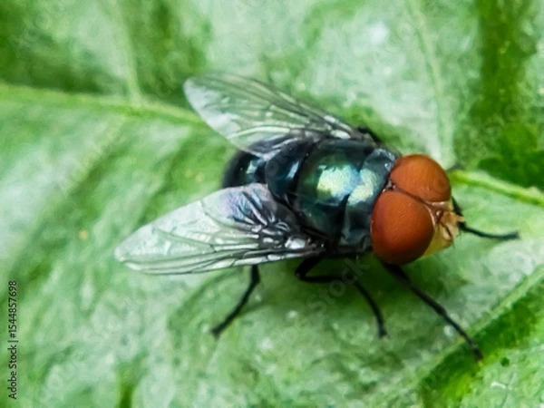 Fototapeta Cochliomyia hominivorax, the New World screw worm fly, or screw-worm for short, is a species of parasitic fly that is well known for the way in which its larvae (maggots) eat the living tissue.
