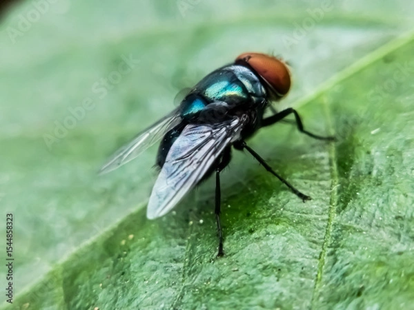 Fototapeta Cochliomyia hominivorax, the New World screw-worm fly, or screw-worm for short, is a species of parasitic fly that is well known for the way in which its larvae (maggots) eat the living tissue.