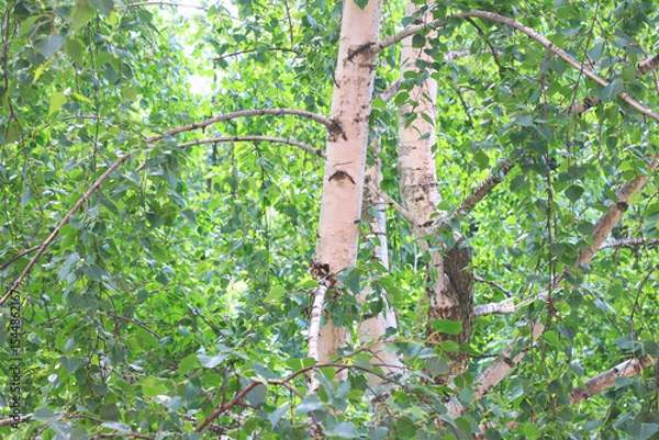 Fototapeta Beautiful birch trees in summer
